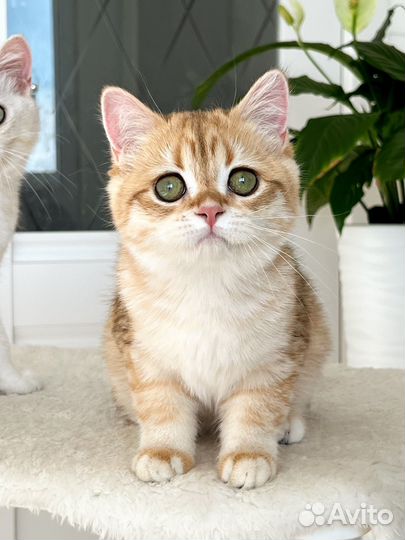 Британская золотая шиншилла девочка