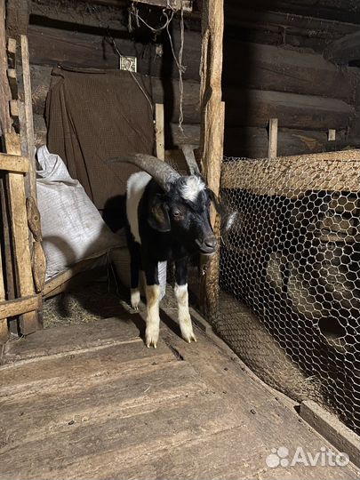 Чешский козел