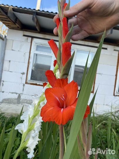 Гладиолусы букет