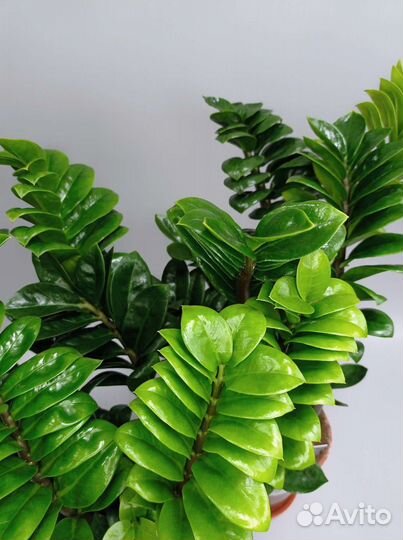 Замиокулькас Zenzi