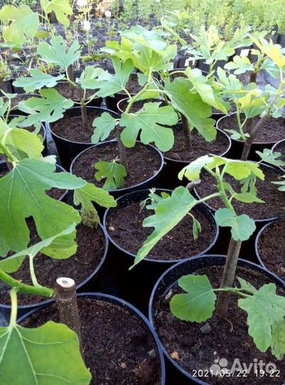 Саженцы инжира зкс