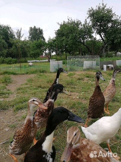 Индийский бегунок