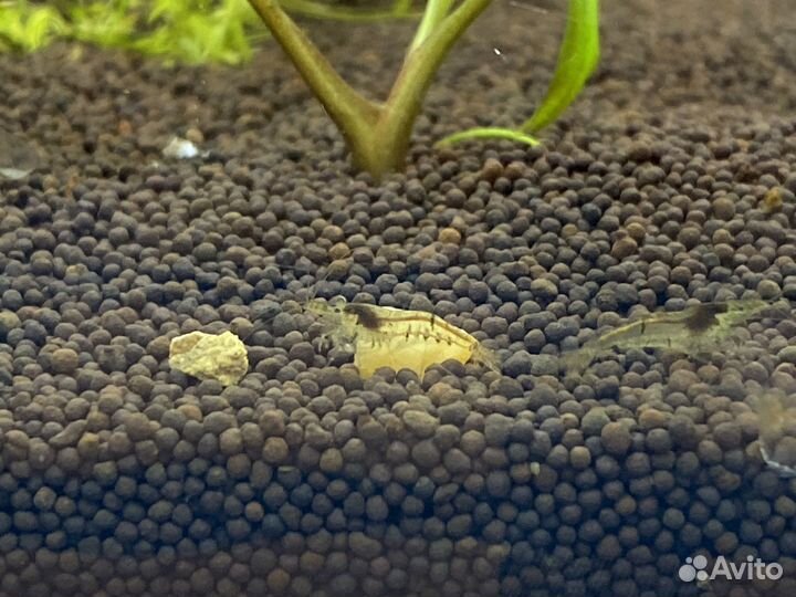 Аквариумные рыбки