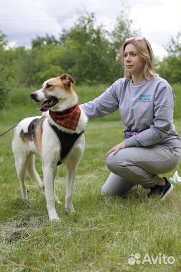 Роскошный пёс из приюта в поисках любящей семьи