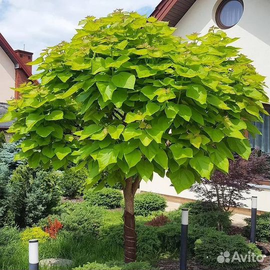 Катальпа семена