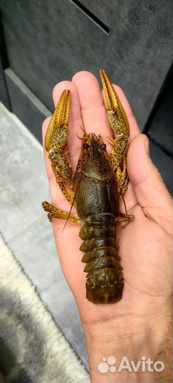 Вкусные раки