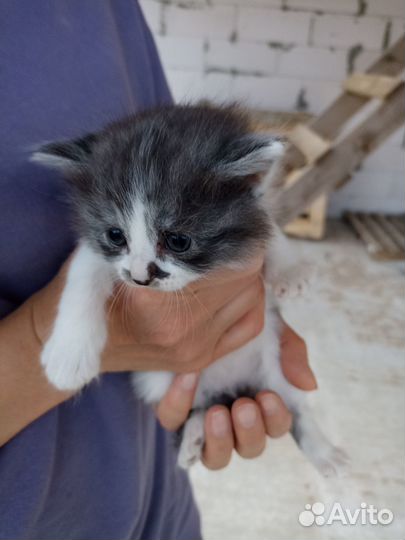 Отдам в добрые руки