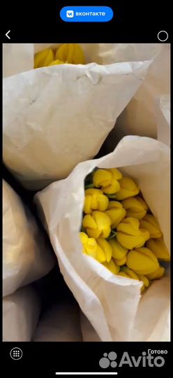 Тюльпаны с луковицами розница