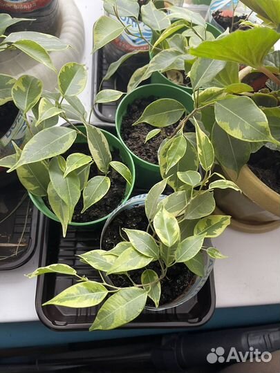 Супер очиститель воздуха Фикус Бенджамина