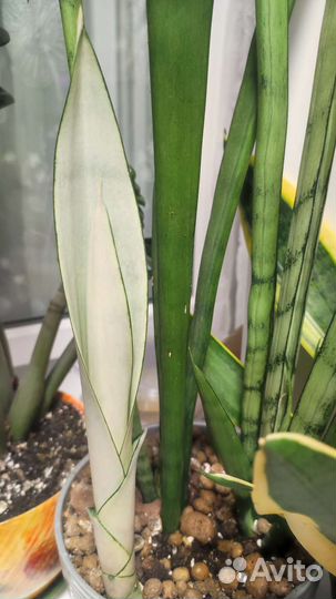 Сансевиерия Сильвер квин