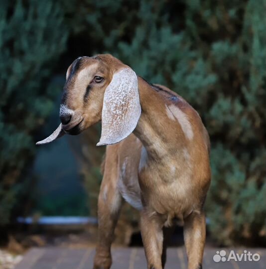 100 Англо-нубийский козлик