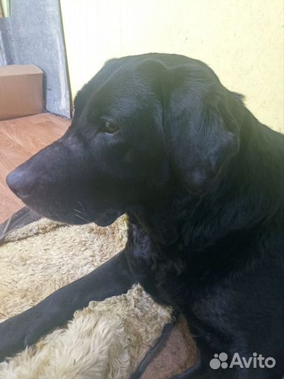 Щенки в добрые руки