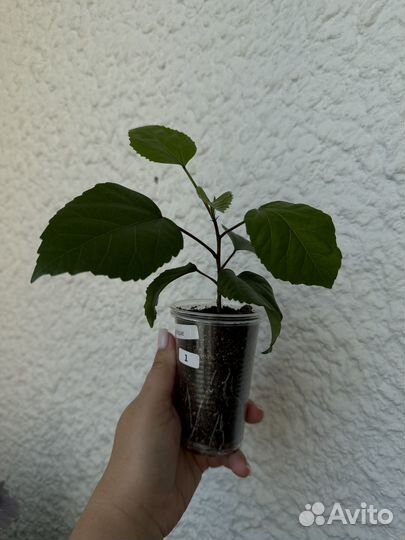 Гибискус Lalique