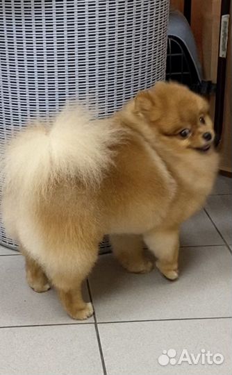 Груминг стрижка кошек и собак