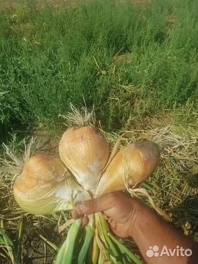 Шалот лук шалот