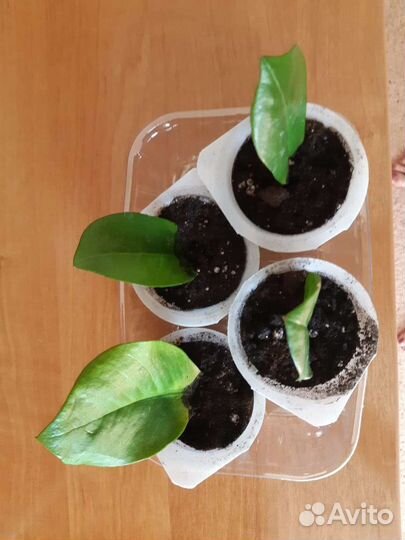 Замиокулькас