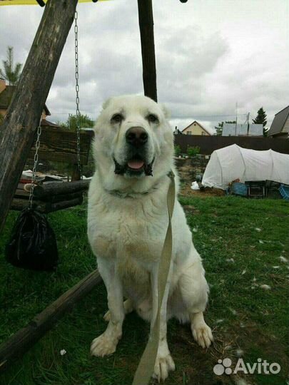 Вязка Алабай