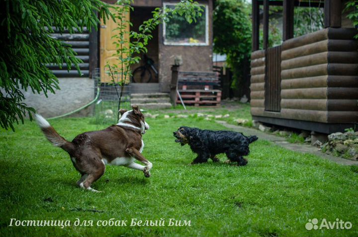 Гостиница (передержка) для собак 