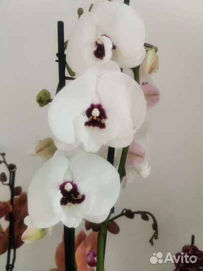 Орхидея фаленопсис Чарминг Панда азиат 1224