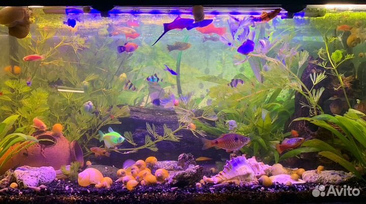 Аквариум