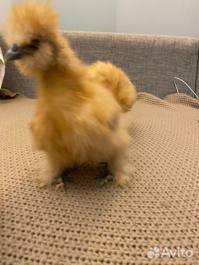 Петух китайский шелковые окрас бафф, лавандовый