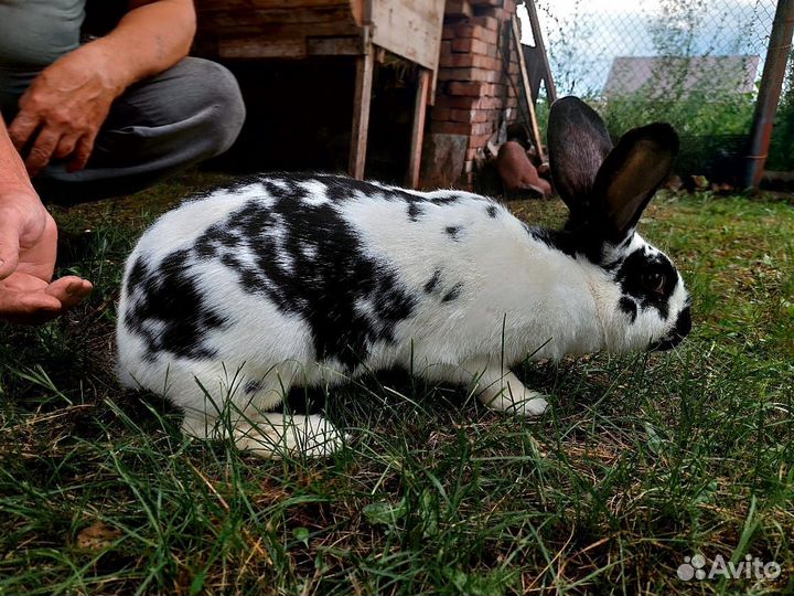 Немецкий великан строкач самка беременная продам