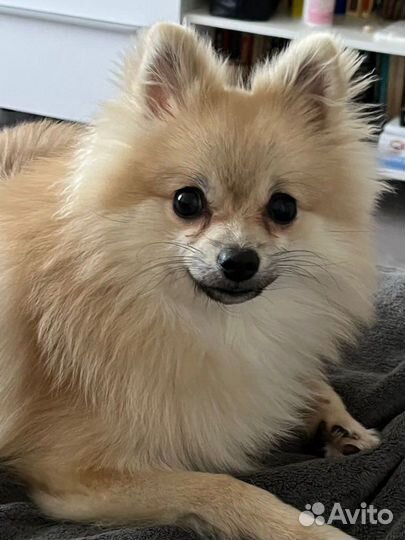 Померанский шпиц