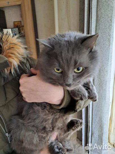 Коты бесплатно