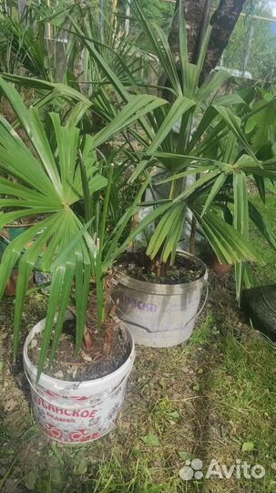 Пальма Трахикарпус