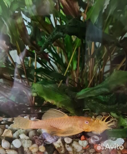 Анциструс альбинос