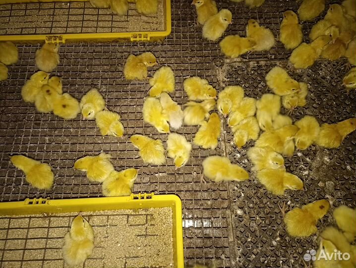 Яйца перепелиные домашние,перепела