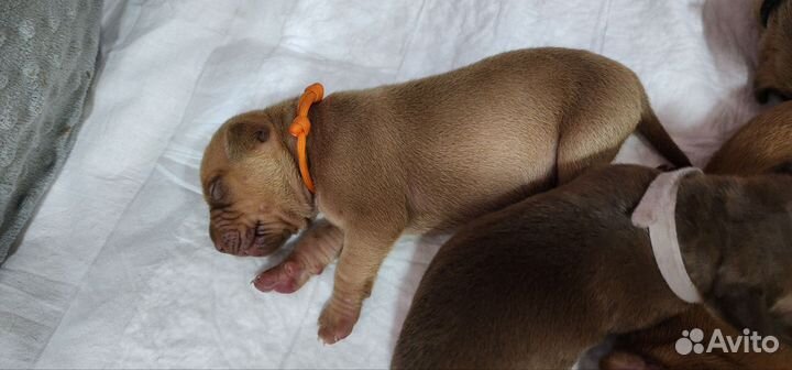 Щенки питбуля с документами