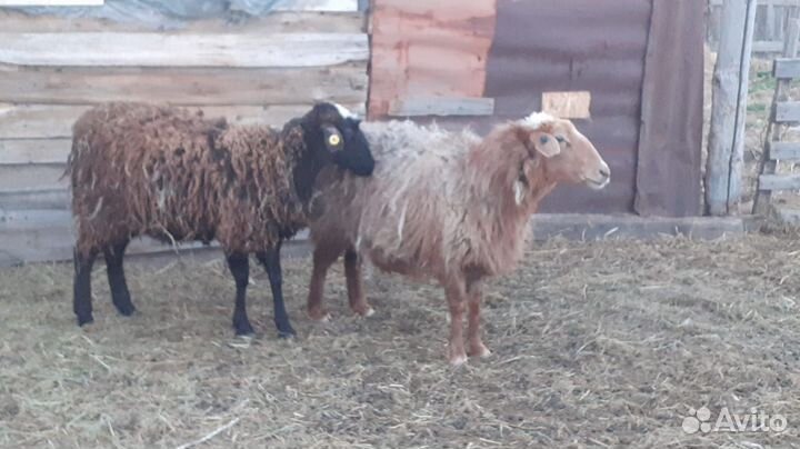 Бараны дорпер и обычные матки с ягнёнком