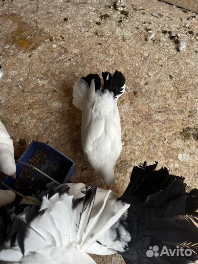 Голуби павлины