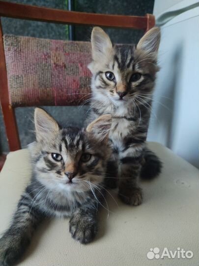 Котята в добрые руки мальчики