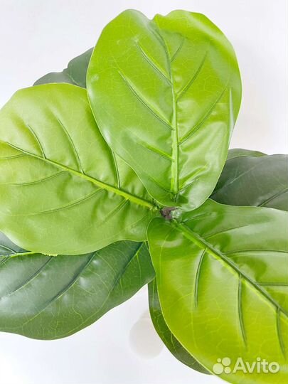 Искусственный фикус лирата