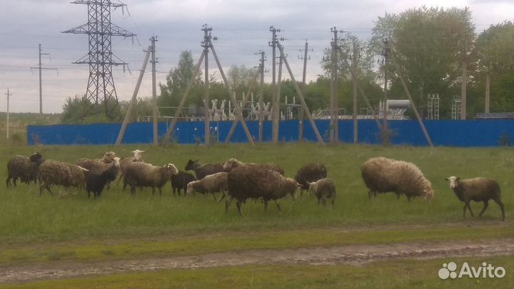 Отара овец 30 штук