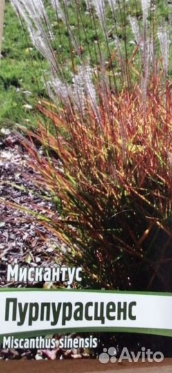 Мискантус