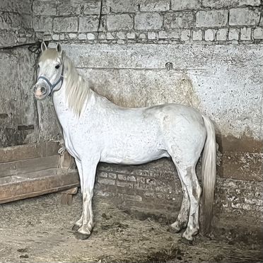 Лошадь обученная
