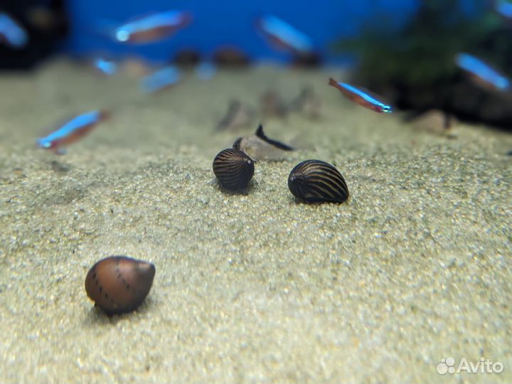 Продам полезных улиток для аквариума