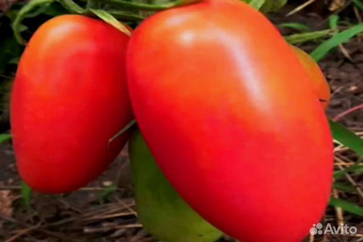 Семена томатов