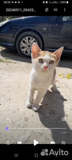Котенок, мальчик 3 месяца