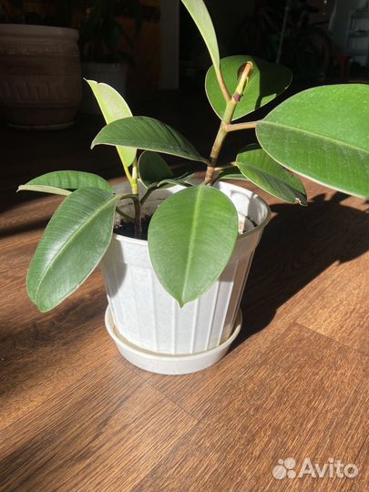 Фикус каучуконосный