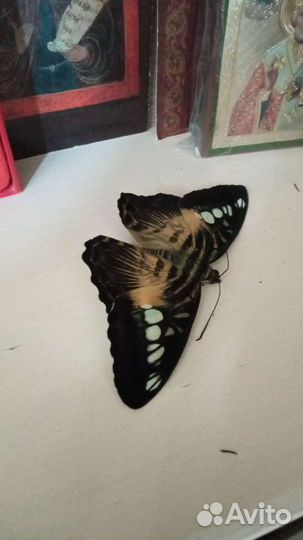 Живые бабочки