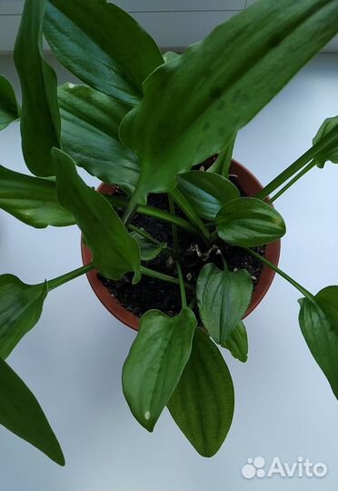 Дримиопсис