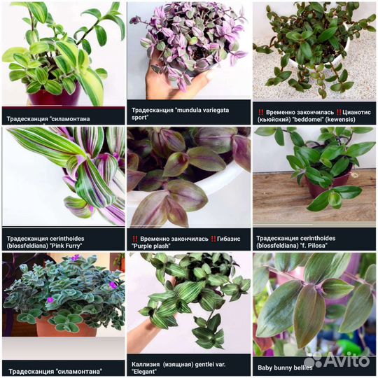 Традесканции Сортовые 90 сортов
