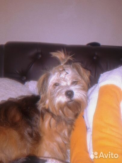 Йоркширский терьер