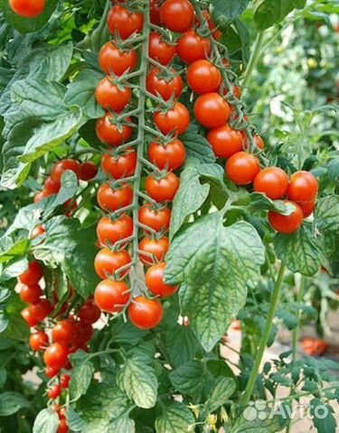 Семена раннего черри томата Армата F1