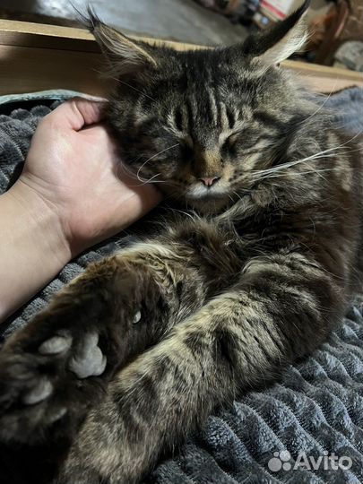 Мейн-кун котята