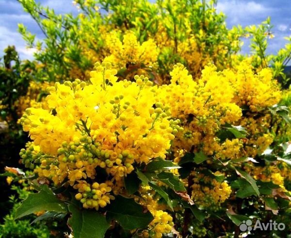 Магония падуболистная